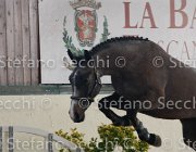 Capri FZ TosTour2013- S4 6268 : Arezzo, Arezzo Equestrian Centre, Capri FZ, Cavalli d'Italia, Toscana Tour 2013, foto di Stefano Secchi ©